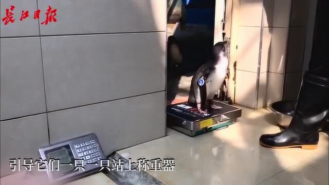 猜猜一只小企鹅有多重?