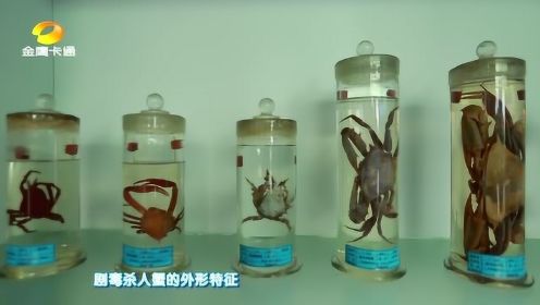童趣大冒险：杀人蟹体内剧毒只能用来自卫，剧毒螃蟹居然不只一种？