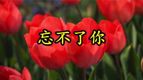送上一首情歌《放不下的情缘》MV，我忘不了你，也放不下你