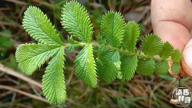 农村山里稀有植物,叶子似白草莓,浑身是宝,这些用途你了解了吗