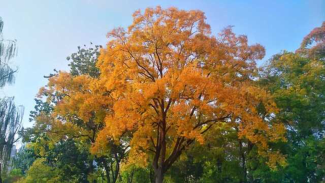 在河南新乡旅行,偶遇人民公园的秋天,一起去转转