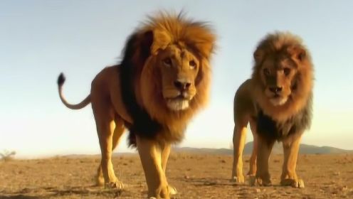 两只流浪雄狮挑战狮王，不料狮王母狮成群，直接群殴了它俩