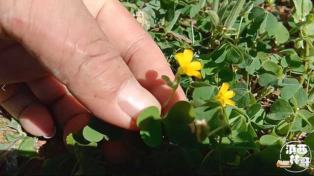 农村常见植物,花是黄色,叶子超级漂亮,这些用途好多人不知道