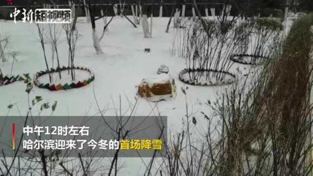 北国冰城迎来今冬首雪下雪的哈尔滨如约而至