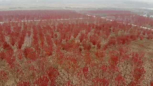 正值最佳观赏期!南京宝藏社区里藏着300亩红枫林:极品红枫