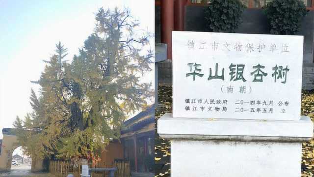 镇江1500余岁银杏被奉为神树:“干子女”成千上万