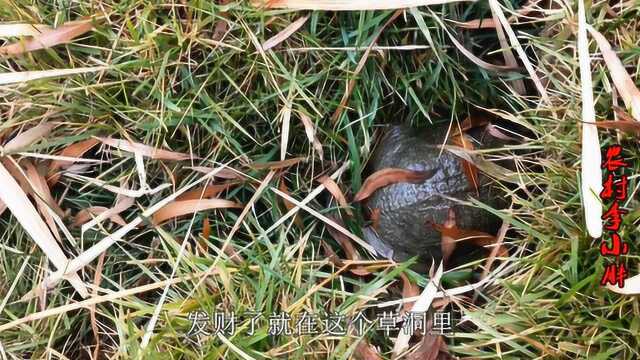 农村小伙来野湖深处搞野,发现草丛有野货,扒出来一看高兴坏了