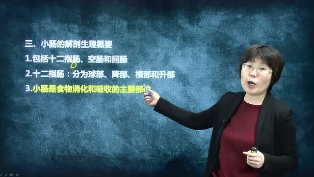 竹子医考基础精讲消化系统第一节:消化系统解剖生理