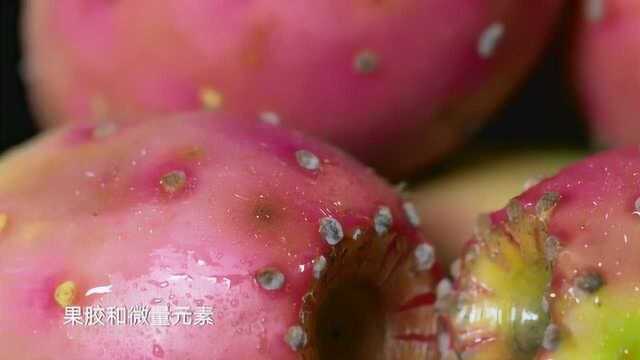 不长仙人掌果的仙人掌不是好仙人掌