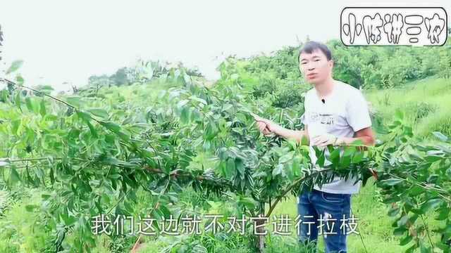 两年李树该不该拉枝,拉枝后能提前丰产,是不是真的呢?