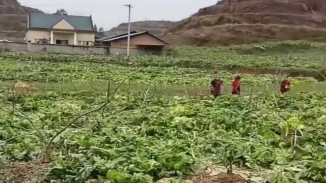 深山里面的农民,只能靠着种菜维持生活,城里人来收还得装车!