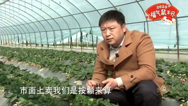 一颗“价值千金”的黑草莓你见过吗