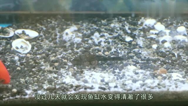 鱼缸水浑浊原因和解决方案