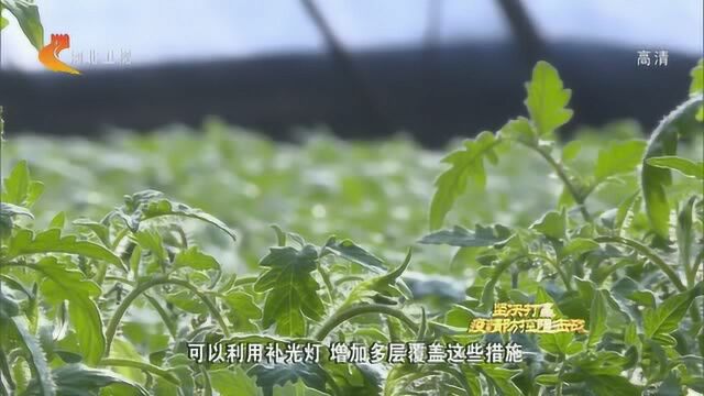 河北:线上下单 线下配送 蔬菜等货源充足供应稳定