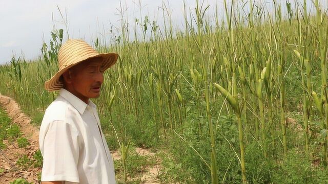 注意了!2020年,农村迎来新“土改”,涉及宅基地,别再不清白了!