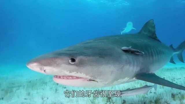 海洋生物的平常生活