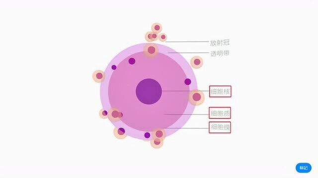 【生物】人的生殖细胞