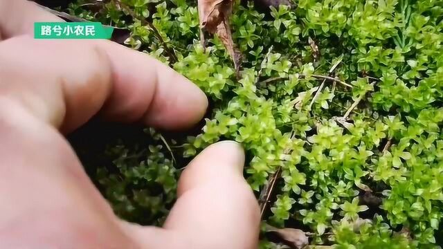 在山上发现一种特殊的苔藓,鲜嫩翠绿非常好看,适合做盆景