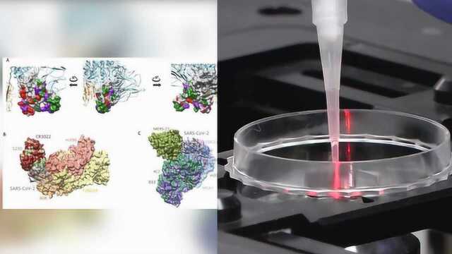 韩国研究团队宣布发现新冠病毒抗体:或对疫苗研发作出贡献