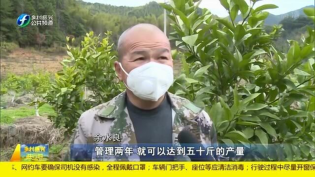 将乐:培育果树大苗 推广“两年挂果”种植技术!