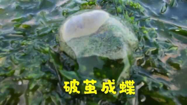 海滩泥螺大批量出洞!大洋第一次见泥螺出卵,保护环境人人有责