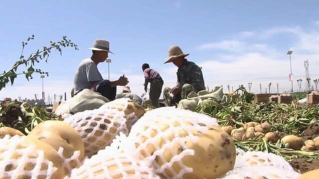 货源充足 价格平稳 河北全力保障北京农产品供应