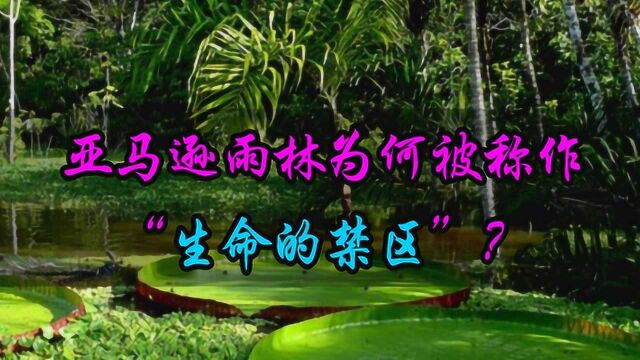 亚马逊雨林,为何被称作“生命的禁区”?到底有多恐怖?