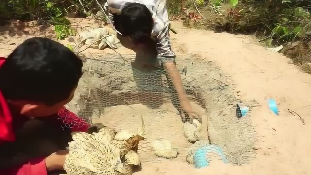 农村土方法捉野鸡,野鸡自己往里跑,看完让人怀疑人生