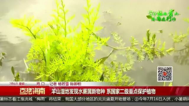 羊山湿地发现水蕨属新物种 系国家二级重点保护植物