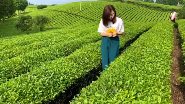 一片绿油油的茶海会让人心情愉悦