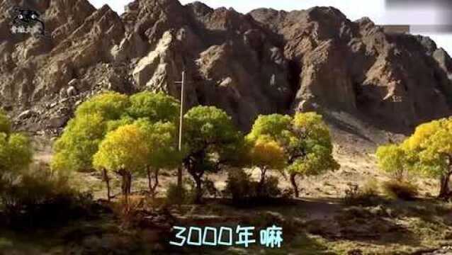 成精了吧?3000年不死不倒的胡杨树是靠什么活下去的?