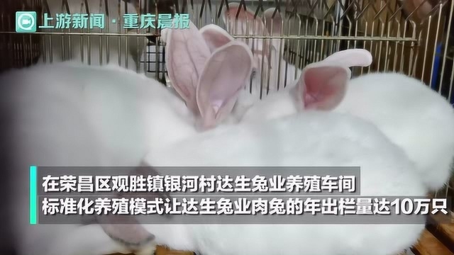 扶贫印记丨荣昌银河村达生兔业:年出栏10万只优质肉兔带来400万收入