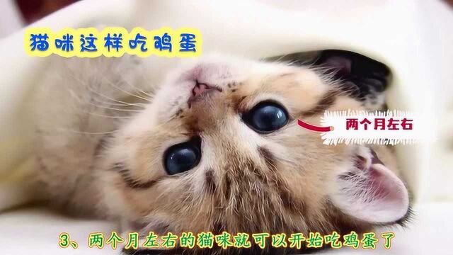 猫咪究竟要如何吃鸡蛋呢?不懂的话,搬好小板凳让我来告诉你