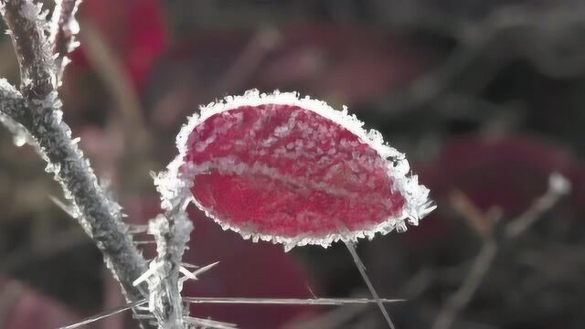 气温下降,冰雪开始覆盖,大自然的鬼斧神工雕塑出美丽的冰雪世界