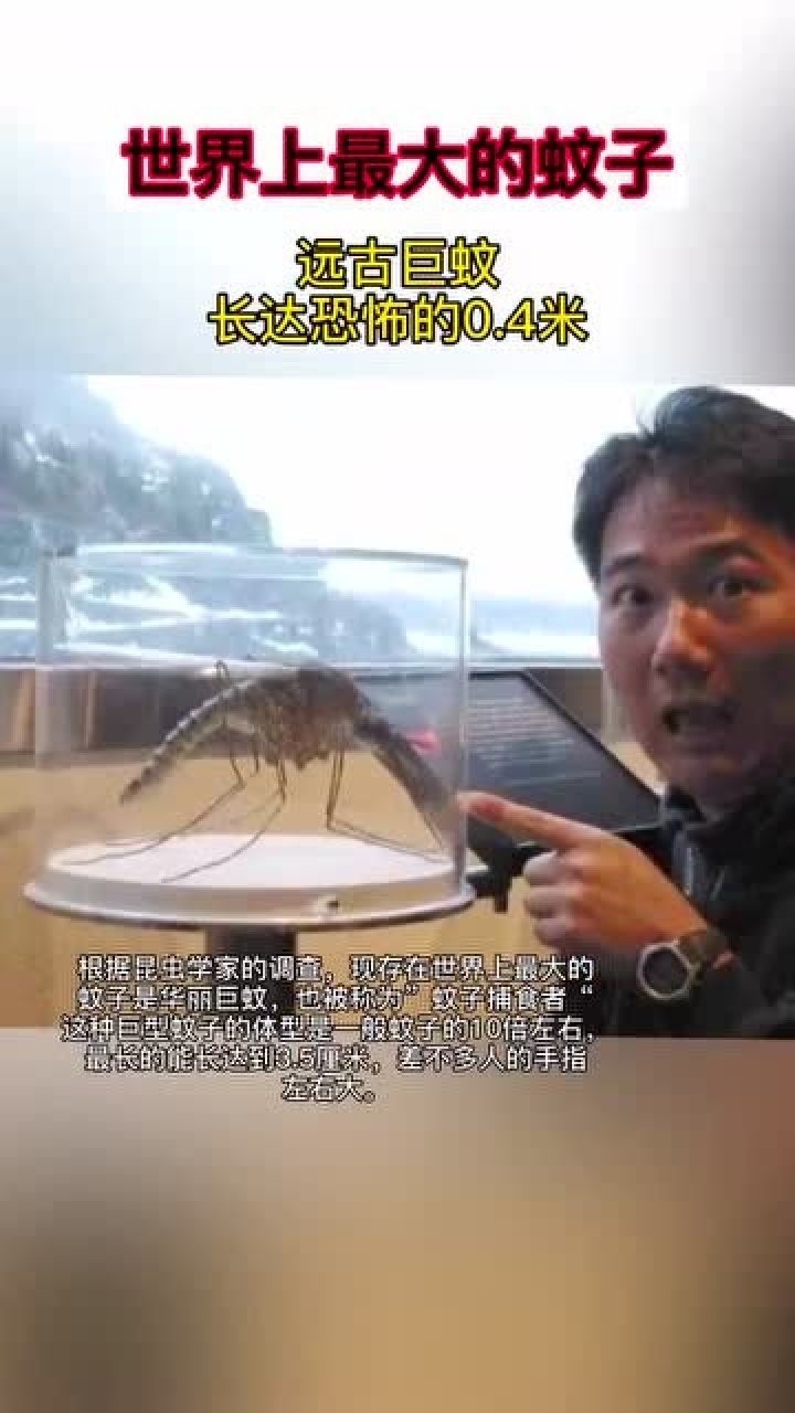 远古巨蚊这是世界上最大的蚊子长达恐怖的04米