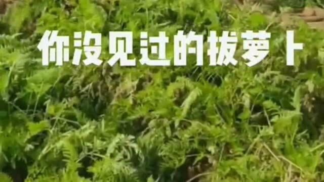 你见过这样拔萝卜的吗,以后农民就轻松了,科学技术果然是第一生产力!