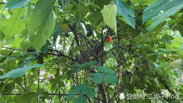 美女给小伙弄了个绿宝贝,说放他头上最合适,小伙当场发飙了