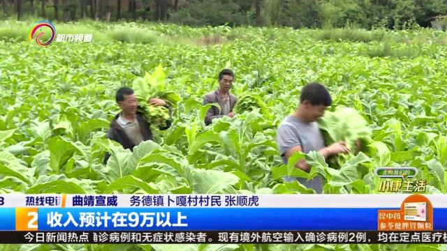 探索烟叶发展路 21000余亩烤烟促农增收