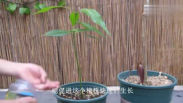 繁殖芒果,发芽快