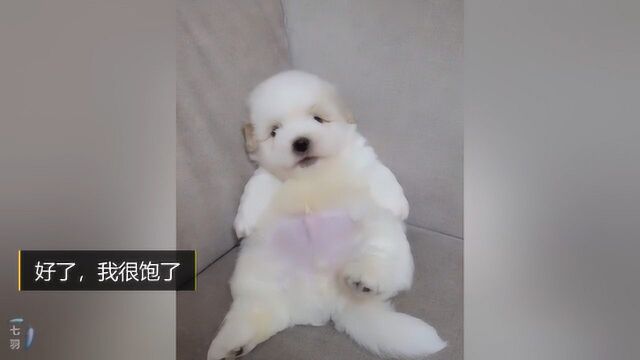 柴犬狗狗搞笑合集:主人赶紧给我开门