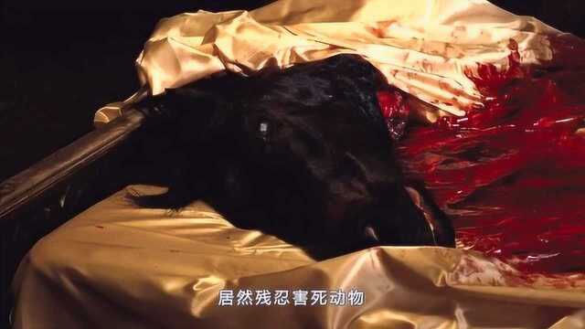 为了拍电影,居然残忍害死动物?影片中的马头从何而来