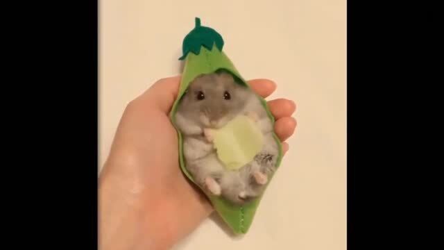 Hamster