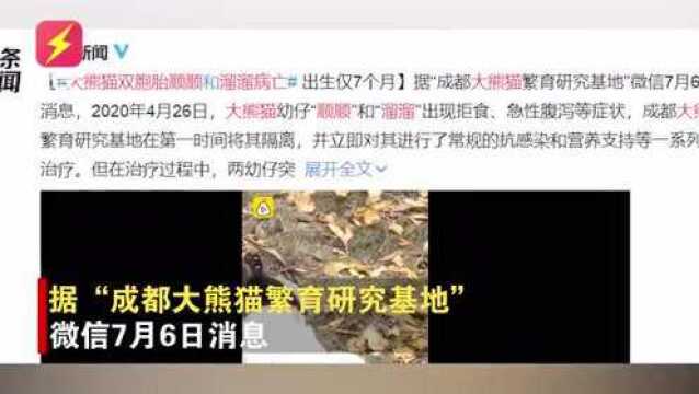 痛心疾首!大熊猫双胞胎顺顺溜溜因严重过敏病亡,出生仅7个月!