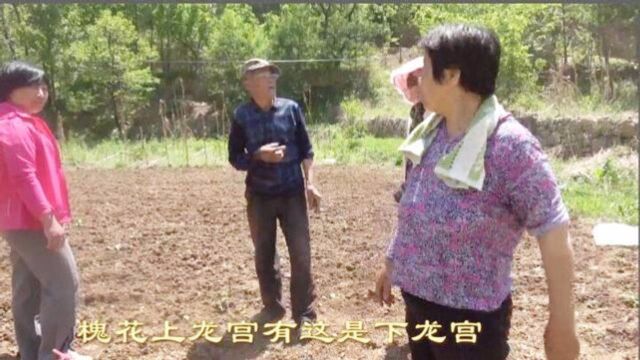 山东潍坊青州:下龙宫老两口耩地