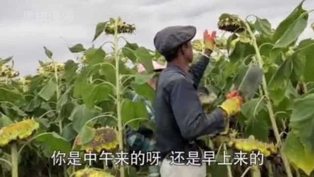 在新疆农村打工,砍葵花有多赚钱?大叔闷头不说话:拼的就是速度