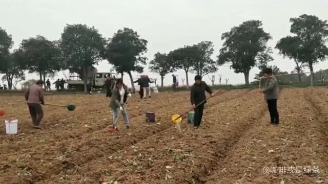 高淳桠溪油菜浇水管护忙