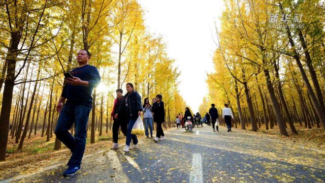 (美丽中国)河北曲周:千亩银杏醉游人