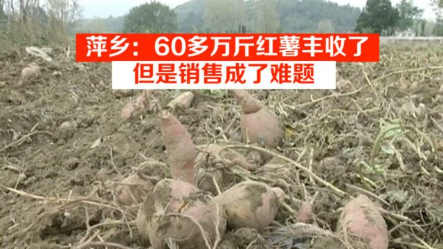 萍乡:60多万斤红薯丰收了,但是销售成了难题