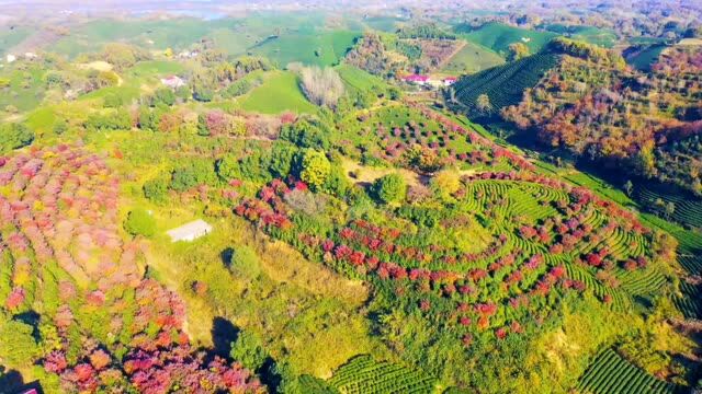 信阳市浉河区:藏不住的美 茶乡浉河港秋韵撩人醉