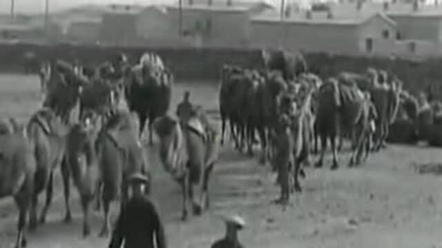 1929年民国时期,骆驼队伍拉货场景,听听讲话是哪里方言